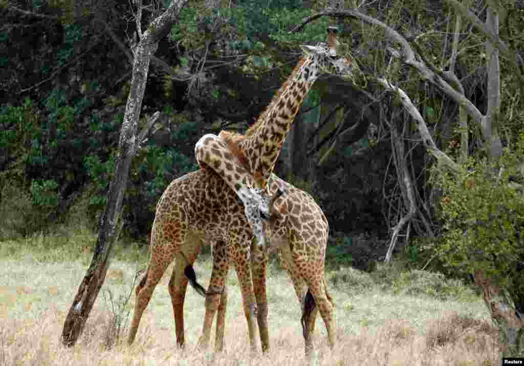 Two giraffes play in the early morning at Nairobi's National Park. The park is located just 7 km (4 miles) from Kenya's capital city center.