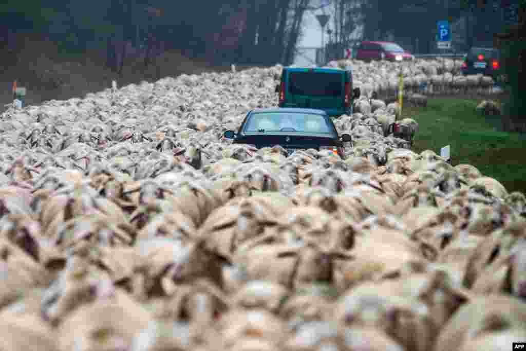 Cars stuck in a flock of sheep being driven across a street to another meadow near Bad Koetzting, southern Germany, on December 1, 2015. 