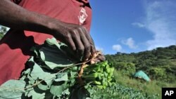 FILE - Spinach and other fresh produce should be picked at least 24 hours after rain or irrigation to reduce the risk from Listeria.