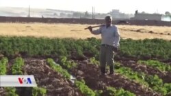 Ahmedê Derbider li Kobanê Keskahî Diçîne