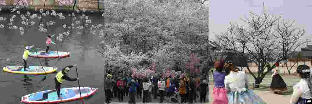 In this combination of photos from Tokyo, Beijing, and Seoul, from left to right: Visitors ride paddle boats beneath blooming cherry trees on the Meguro river in Tokyo, April 9, 2017; crowds walk at the Yuyuantan Cherry Blossom festival in Beijing, March 25, 2017; visitors take souvenir photos with cherry blossoms in Seoul, April 8, 2017. &nbsp;