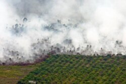 Kebakaran hutan yang terlihat di dekat perkebunan kelapa sawit di Kabupaten Tanah Putih di Rokan Hilir, Provinsi Riau, 21 Februari 2017. (Foto: Antara/FB Anggoro via REUTERS)