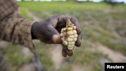 A Zimbabwean subsistence farmer holds a stunted maize cob in his field outside Harare, January 20, 2016. 