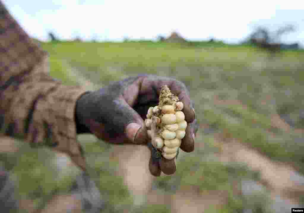 A Zimbabwean subsistence farmer holds a stunted maize cob in his field outside Harare.