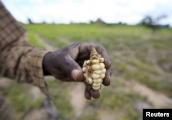 A Zimbabwean subsistence farmer holds a stunted maize cob in his field outside Harare, January 20, 2016.