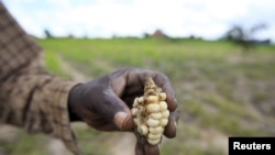 El Nino afeta a agricultura familiar