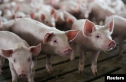 2019年5月18日美国爱奥华州瑞安一个养殖场小猪。