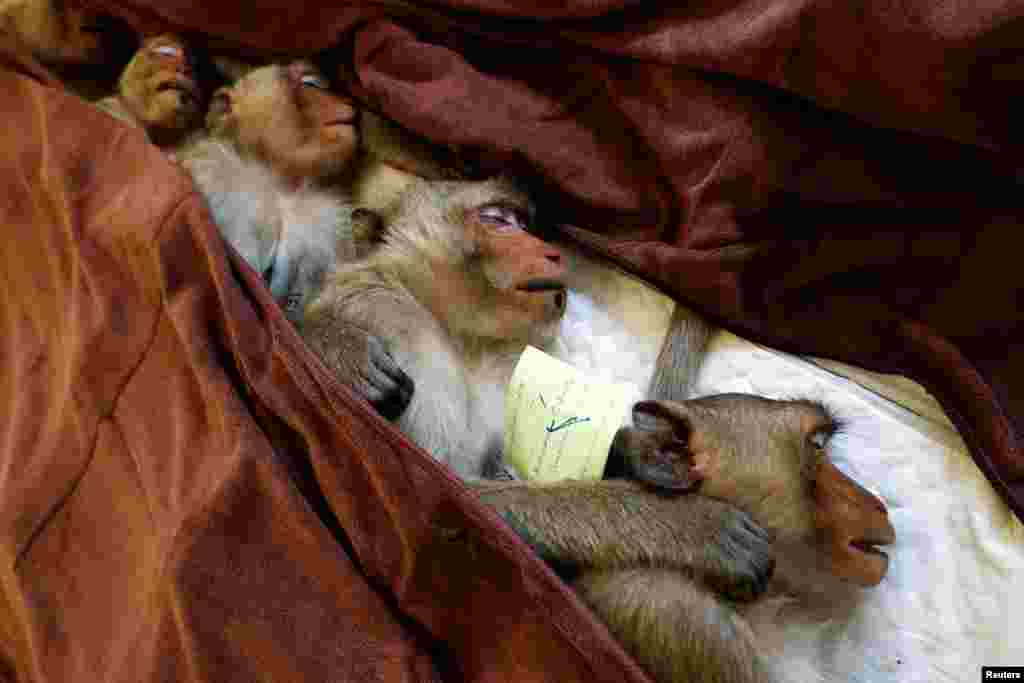 Monkeys are sedated as they recover after a sterilization procedure carried out by the Department of National Parks due to the increase of the macaques population in the urban area and the tourist spots of the city of Lopburi, Thailand, June 22, 2020.