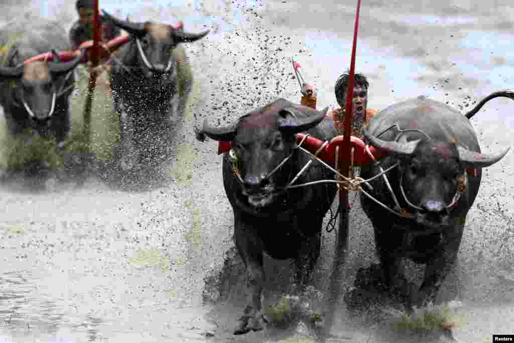 Jockeys compete in Chonburi&#39;s annual buffalo race festival, in Chonburi province, Thailand.