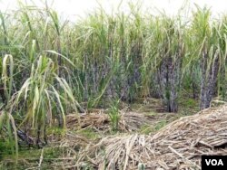 Semaking berkurangnya lahan di Indonesia, membuat petani terhambat mengembangkan tanaman tebu.