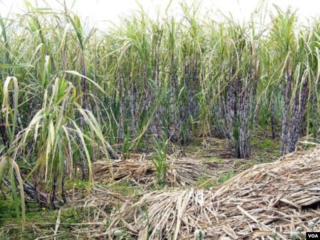 Semaking berkurangnya lahan di Indonesia, membuat petani terhambat mengembangkan tanaman tebu.