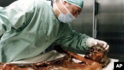 A scientist examines Oetzi the 'Iceman' in Bozen, Italy. (File)