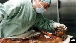 Un científico examina a 'Otzi' el 'Hombre del Hielo' en Bozen, Italia.