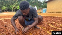 FILE - A farmer dries cocoa beans at a village in Daloa, Ivory Coast October 2, 2023.