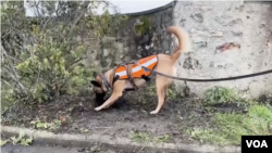 France Water Sniffer Dogs