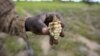 A Zimbabwean subsistence farmer holds a stunted maize cob in his field outside Harare, January 20, 2016. 