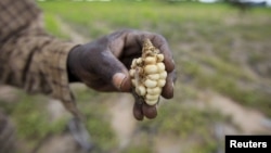A Zimbabwean subsistence farmer holds a stunted maize cob in his field outside Harare, January 20, 2016. 