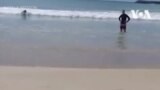 Коала на пляже