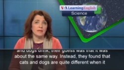 When it Comes to Drinking Water, Are Cats and Dogs Different?