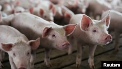 A pen of young pigs is seen during a tour of a hog farm in Ryan, Iowa, May 18, 2019.