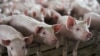 American Farmers Hope for US-China Trade Deal as Pork, Soybean Tariffs Ease