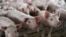 American Farmers Hope for US-China Trade Deal as Pork, Soybean Tariffs Ease