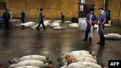 Los científicos especulan que tortugas, tiburones y aves marinas también podrían tener iones radioactivos y transportarlos al Pacifico.