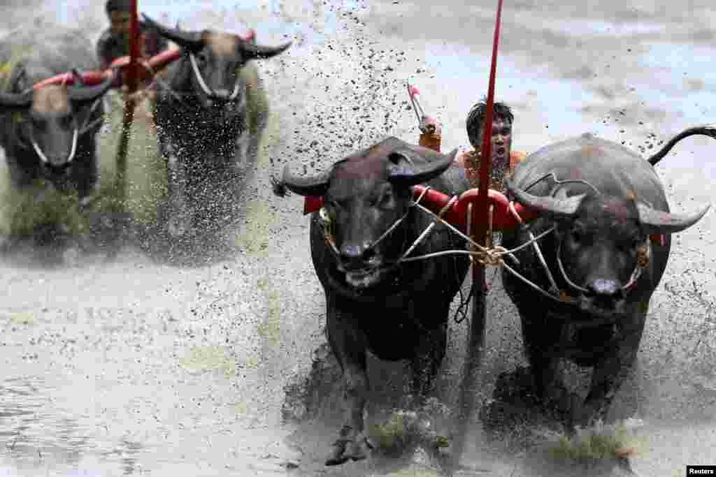 មនុស្ស​ម្នា​ប្រកួត​ក្នុង​ការ​ប្រណាំង​ក្របី​ប្រចាំ​ឆ្នាំ​របស់​ក្រុង Chonburi ខេត្ត Chonburi ប្រទេស​ថៃ។