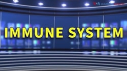 ពាក្យក្នុងសារព័ត៌មាន៖ Immune System