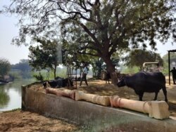 Villages like Daryapur were part of India's Green Revolution that decades ago made them prosperous but farmers face new uncertainties. (Anjana Pasricha/VOA)