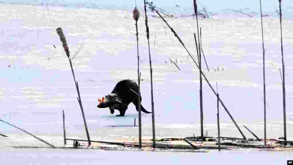 یک سمور آبی پس از شکار ماهی برای صبحانه از یک رودخانه یخ‌زده در ایست دری، ایالت نیوهمشایر، به لانه خود باز می‌گردد.