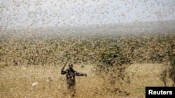A man attempts to fend-off a swarm of desert locusts at a ranch near the town of Nanyuki in Laikipia county, Kenya, Feb. 21, 2020. 