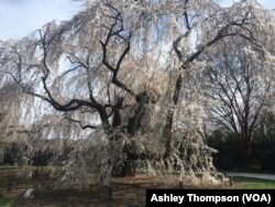 A weeping cherry tree is seen at the United States National Arboretum.