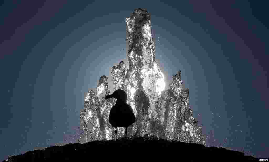 A seagull stands atop a fountain in Saint Peter&#39;s Square at the Vatican.