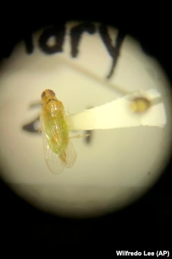 In this Wednesday, July 31, 2019, photo, a plant-hopper insect, that is thought to transmit a lethal bronzing disease to palm trees, is viewed through a microscope at a lab in Davie, Florida.