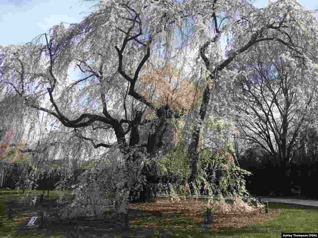 华盛顿的美国国家植物园（ United States National Arboretum）的好大一棵樱花树。