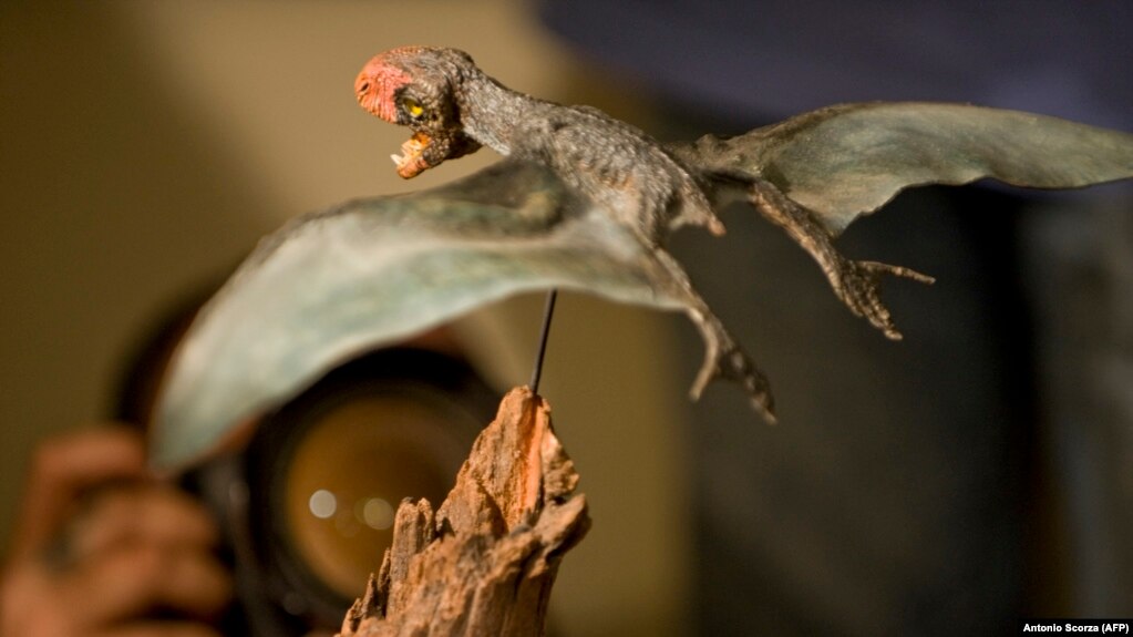 Sebuah presentasi studi struktur sayap pterosaurus, 5 Agustus 2009 di Museum Sejarah di Rio de Janeiro, Brazil. (Foto: AFP/Antonio Scorza)