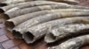 Some of the 19 elephant tusks seized by Kenyan Wildlife Service rangers in Nairobi, March 31, 2013. (KWS)