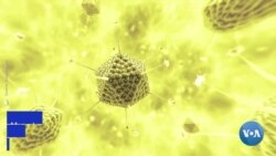 Coronavírus: Cientistas procuram vacina