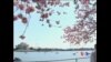 华盛顿特区樱花吸引百万游人
