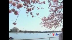 华盛顿特区樱花吸引百万游人