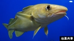 Cod populations in the Gulf of Maine are failing to rebound because of rapidly warming waters.