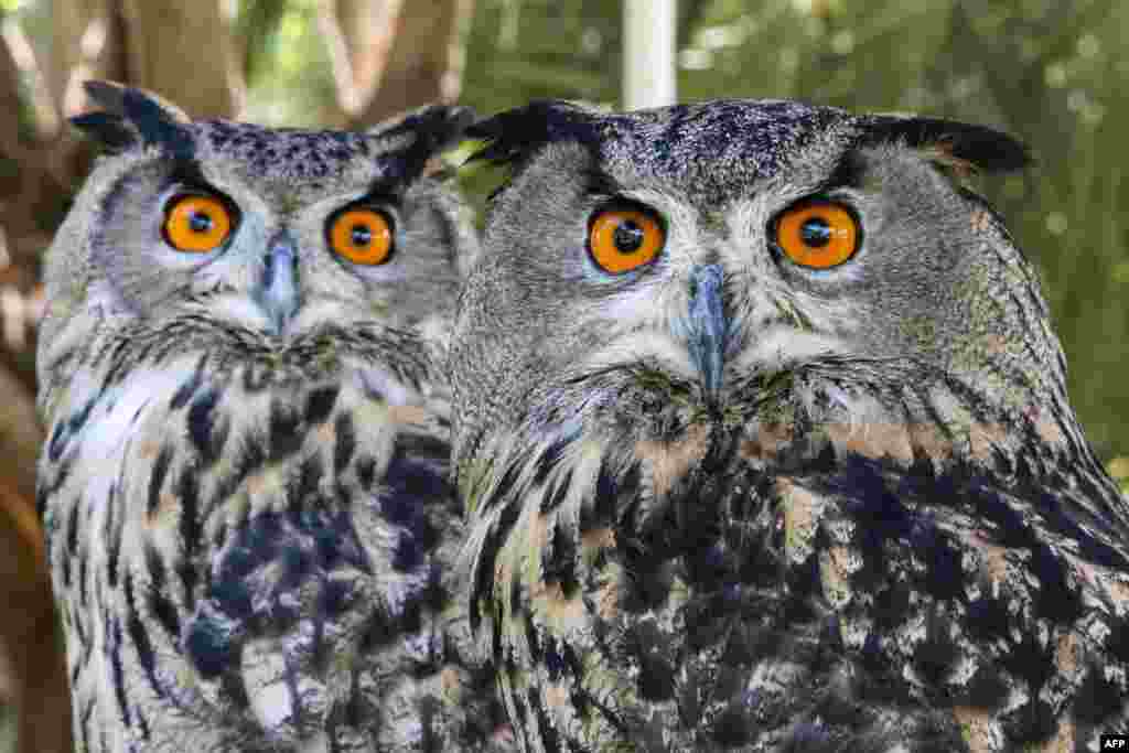 Eurasian eagle-owls look on during a meet-up of the Kuwait Owl Team, a local group dedicated to the protection and proliferation of owls, in Kuwait City, March 6, 2021.