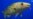 Warming Waters Intensify US Cod Decline