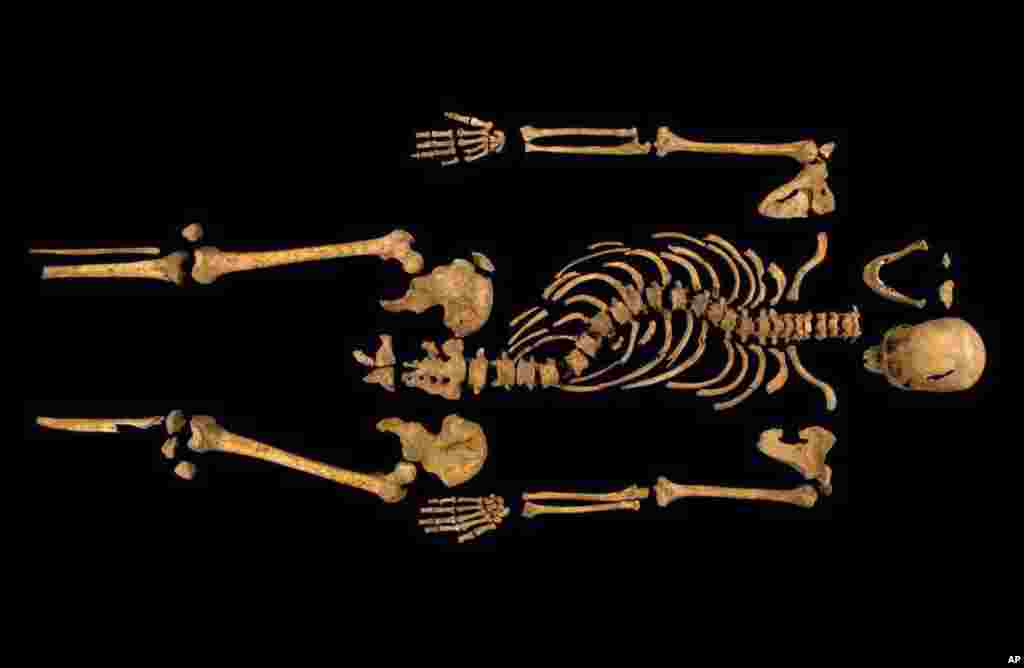 Foto milik University of Leicester untuk kerangka tulang belulang Raja Inggris Richard III yang ditemukan di bawah tempat parkir di Grey Friars, Leicester, Inggris, September lalu. 