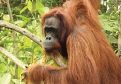 Britney, Orangutan Kalimantan berusia 28 tahun, dilepasliarkan ke hutan Kehjen Sewen di Kabupaten Kutai Timur, Kalimantan Timur, Rabu 17 Februari 2021. (Courtesy: KLHK)