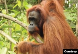 Orangutan Kalimantan bernama Britney berusia 28 tahun yang dilepasliarkan ke hutan Kehjen Sewen di Kabupaten Kutai Timur, Kalimantan Timur, Rabu 17 Februari 2021. (Courtesy: KLHK)