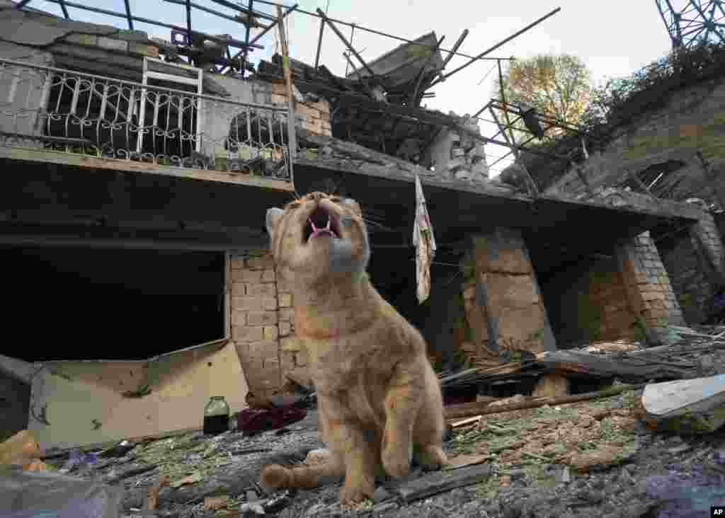 A cat sits in the yard of a house destroyed by shelling by Azerbaijan's artillery during a military conflict in Stepanakert, the separatist region of Nagorno-Karabakh, Tuesday, Oct. 13, 2020. The latest outburst of fighting between Azerbaijani and Armenia