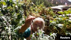 FILE - A farmer inspects beans on a farm on the outskirts of Runge town, some 60 km (37 miles) north of Santiago, Chile, Feb. 3, 2012. 