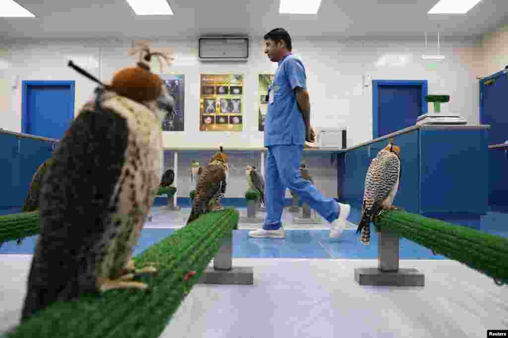 Falcons wait to receive medical attention at the Abu Dhabi Falcon Hospital in Abu Dhabi, United Arab Emirates, April 28, 2019.